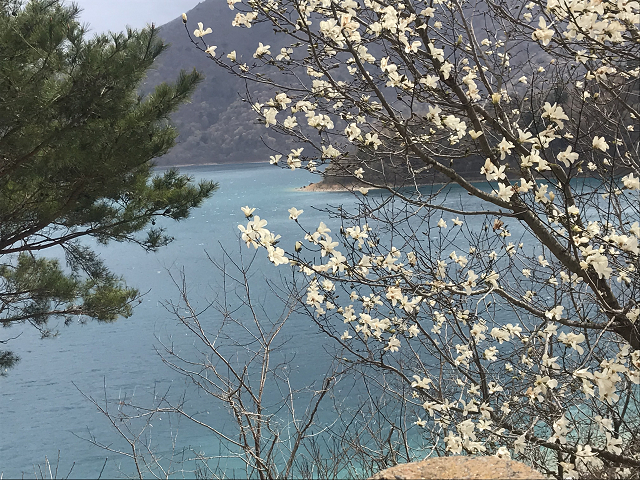 西湖の水面を上の展望台から見下ろします。木蓮の花が春を告げています。